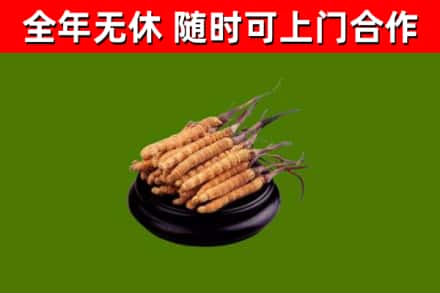 花都区回收冬虫夏草