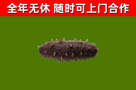 花都区回收海参干